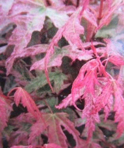 Erable feuille rouge acer - erable, -acer