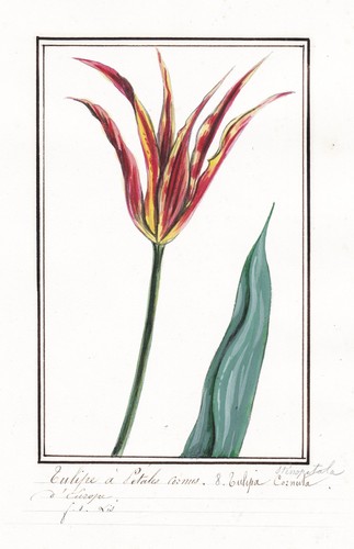 Tulipe cornue tulipa - tulipe,