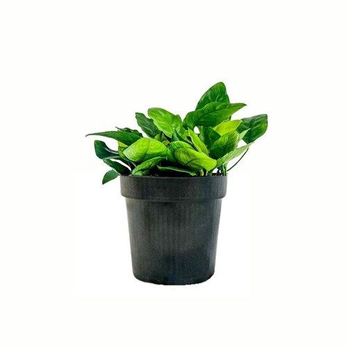 Mutterpflanze plante - mutterpflanze,