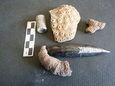 Lot de 5 fossiles, Orthocère