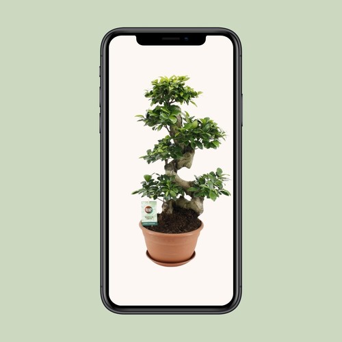 Ficus ginseng environ - ,