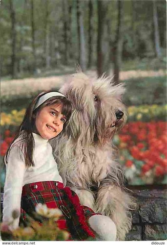 Carte postale animaux - carte,