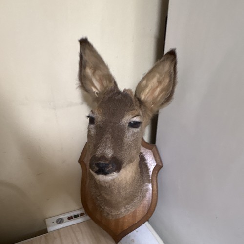 Trophée chasse taxidermie - trophée,