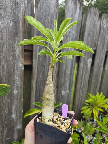 Pachypodium decaryi rare live - rare,