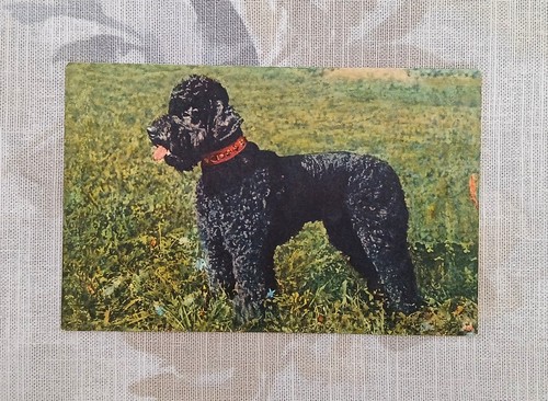 Carte postale ancienne photo - carte,
