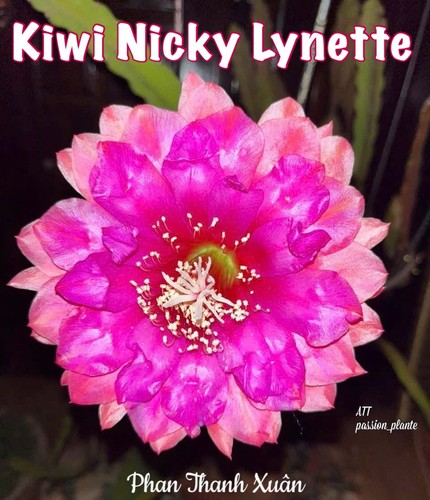 Epiphyllum nicky lynette - epiphyllum,