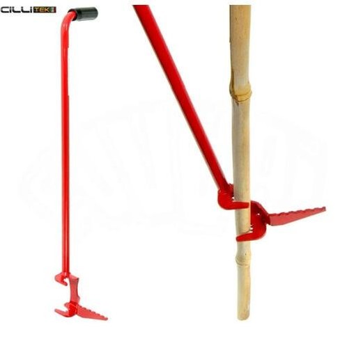 Fyrkant plante canne bambou - fyrkant,