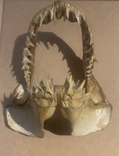 mâchoire de requin veritable