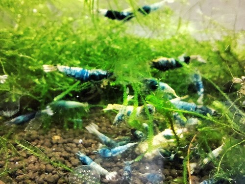 Crevettes blue crazy caridina - blue,