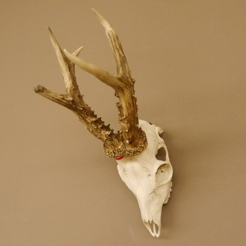 Antlers cerf poids - de, 451