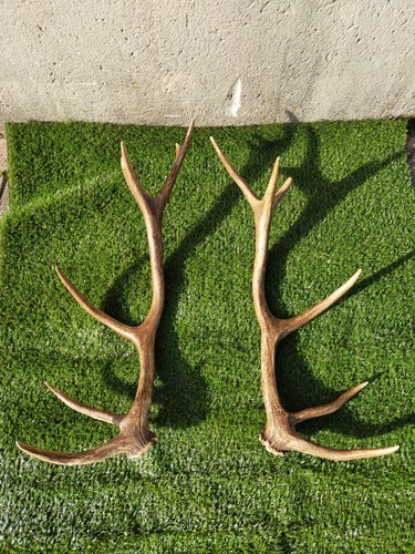Paire bois cerf 14 - de,