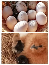 6 oeufs fécondés poule Nègre Soie Taille Naine pure race