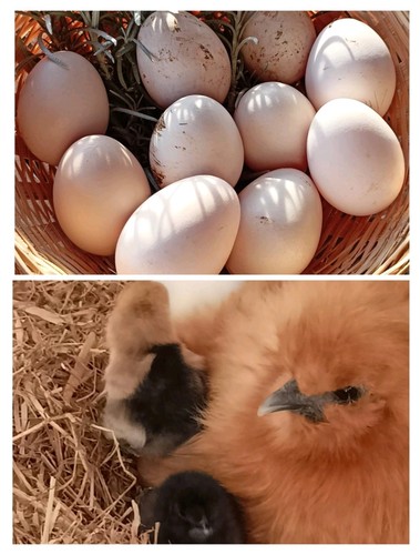 Oeufs fécondés poule de - 6,
