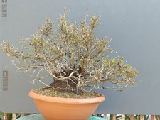 Bonsaï carpin blanc 47 x 25