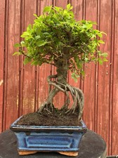 BONSAÏ ORME DE CHINE ZELKOVA