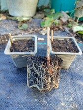 Paulownia Z07 - 2 Plants