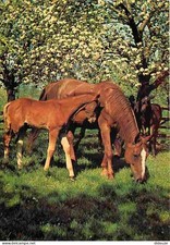 Animaux - Chevaux - Pouliche