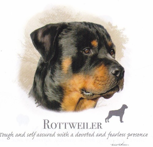 Tee shirt rottweiler - tee,
