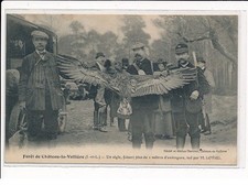 Forest of CHATEAU-la-VALLIERE: An eagle, more than 1 meter wide