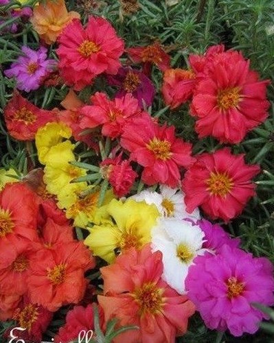 Pourpier grandes fleurs - ♫, à