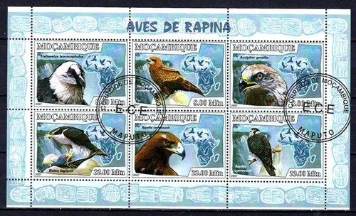 Animaux oiseaux rapaces - oiseaux,