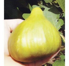 BIO ORGANIC -  GIANT --FIG -  CERRETO   5 fresh cuttings