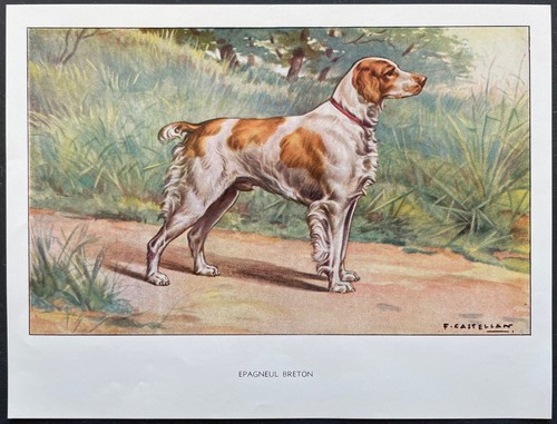 épagneul breton reproduction - Épagneul,