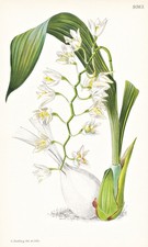 Ptychogyne Flexuosa Singapore Orchid orchid botany lithograph Curtis 9563