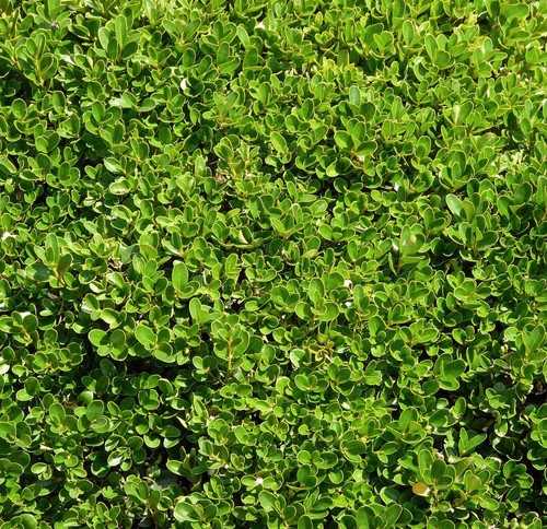 Buxus sempervirens buis - sempervirens,