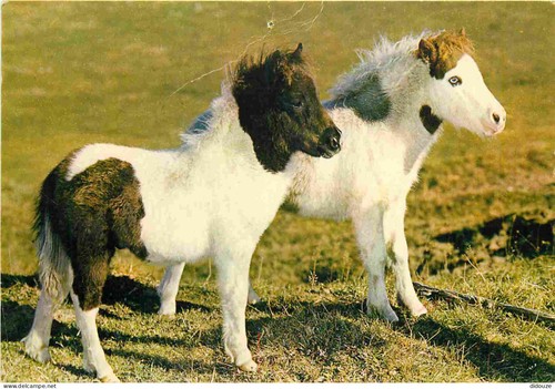 Carte postale animaux - -,