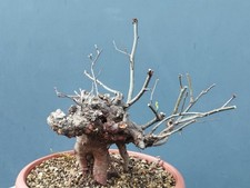 Plante de pommier pommier