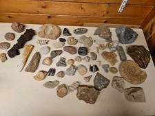 Gros Lot fossiles minéraux anciens Préhistoire 