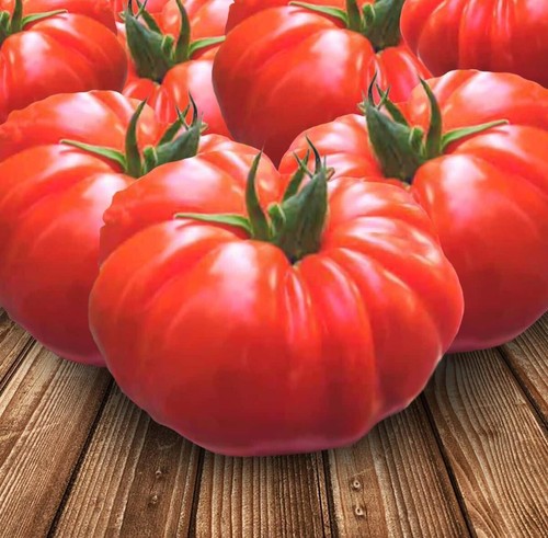 Lot graines de tomates - de, 10