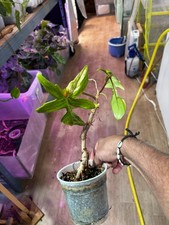 Philodendron Florida Ghost Variegata – Plante rare à variegation exceptionnelle