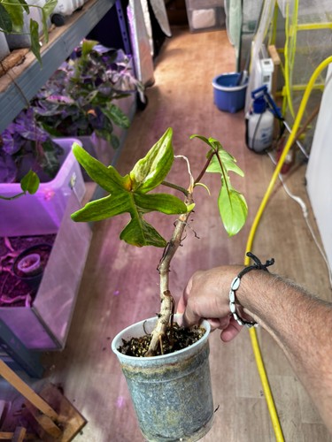 Philodendron florida ghost - florida,