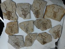 1pc Unique and Authentic Paleontological Frog Fossil 91701