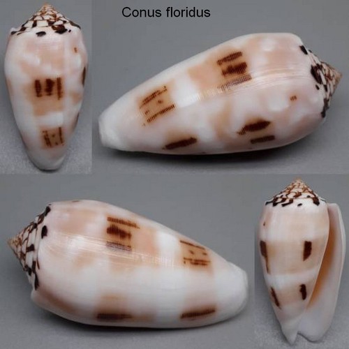Coquillage collection - collection,