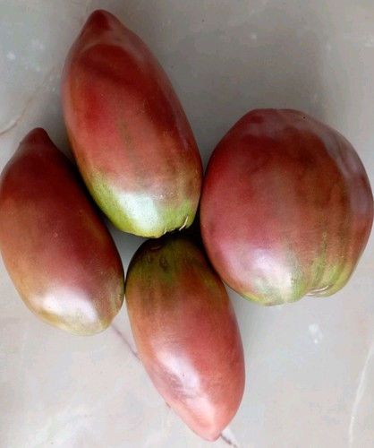 Graines tomate - 15,