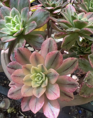 Aeonium green tea lot - , .