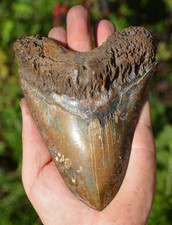 ?STUNNING BIG 5.75" MEGALODON SHARK TOOTH, ?BIGGEST UK STOCK OF INDO MEGS? R4