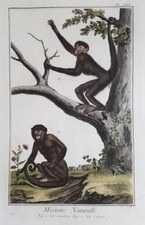 Coaita Singe Cappuccino