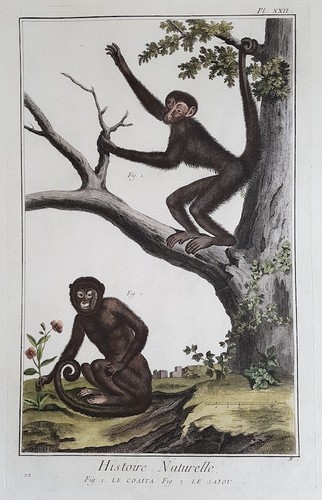 Coaita singe cappuccino - singe,