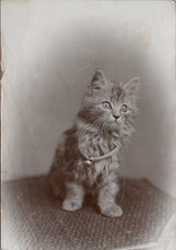 Chaton portant une clochette