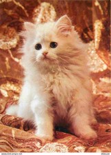 Carte Postale - Animaux -