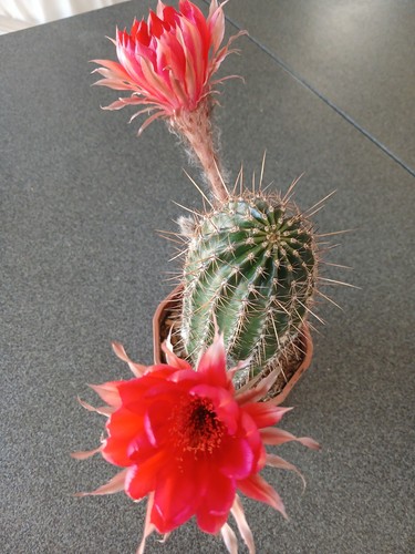 Echinopsis hybrid dark - echinopsis, 'dark