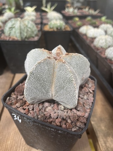 Astrophytum myriostigma - astrophytum, cv
