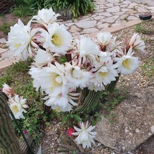 Cactus cierge - Echinopsis