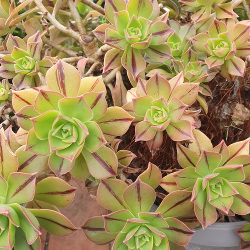 Plantes grasses succulente - plantes,
