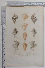  c1800 ANTIQUE PRINT ~ VARIOUS SHELLS ROCHER LAMELLEUSE 