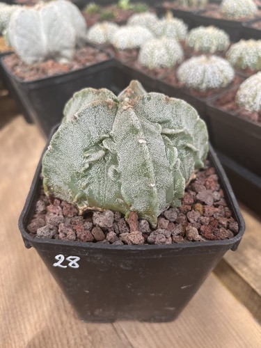 Astrophytum myriostigma - astrophytum, cv